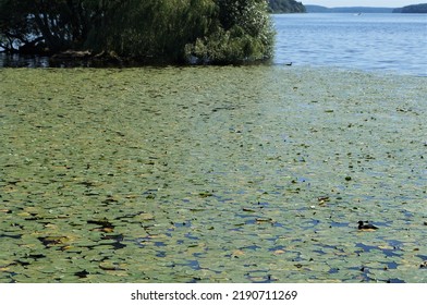 Water Lilies Outside In A Lake (Mälaren) During Summer In Sweden, Sigtuna.