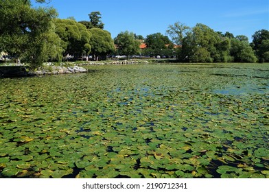 Water Lilies Outside In A Lake (Mälaren) During Summer In Sigtuna, Sweden.