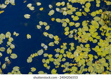 Water lilies pads, natural background. Beauty of nature and river plants. Summer background.  Top view
