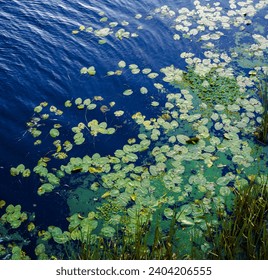 Water lilies pads, natural background. Beauty of nature and river plants. Summer background.  Top view
