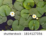 Water lilies in Phantom Lake, Bellevue, Washington