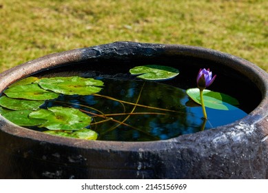 Water Lilies Are Planted In A Pottery Water Tank In A Chinese Garden