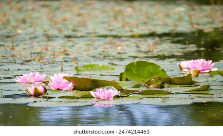 water lilies in the pond - Powered by Shutterstock