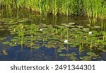 water lilies, pond, reflections, nature, beauty, water, lily pads, water lily blossoms, horizontal, reeds, Gull River, Kawartha Lakes, Ontario, Canada