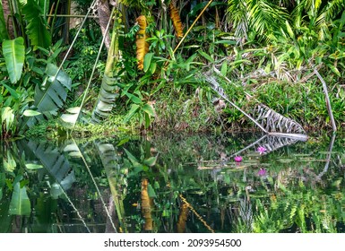 Water Lilies And Reflections In A Jungle Lagoon In Thailand