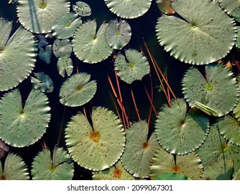 Water Lilies, Their Leaves And Stems In Dark Water. Taken From Above, Looking Down. Beautiful. This Is Vietnam In Mid-March. About Fifteen Water Lilies Leaves Floating. No People.