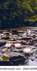 Water Lillies From Dartmoor Quarry, UK