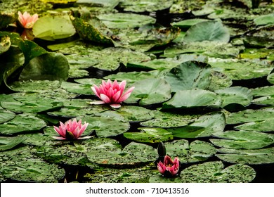 Water Lillies in Monet's Garden