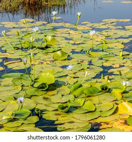 Water Lillies Near Newcastle Airport, NSW, Australia On An Spring Afternoon In November 2019