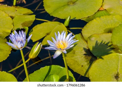 Water Lillies Near Newcastle Airport, NSW, Australia On An Spring Afternoon In November 2019