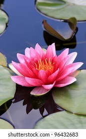 Water Lilly,
