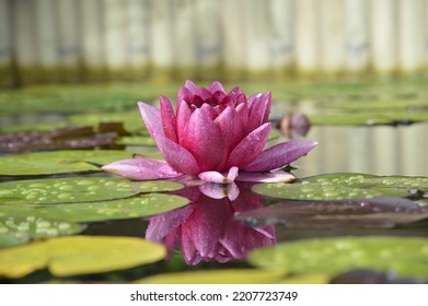 Water Lilly Blooming on the water surface