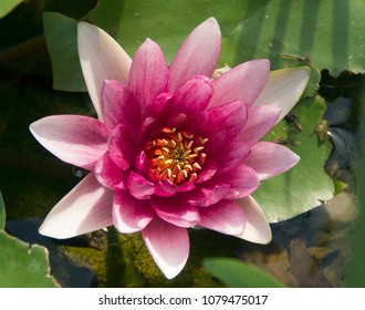 A Water Lilly Blooms In A Park In Georgetown,Kentucky