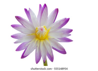 Water Lilly Flower Isolated On White Background