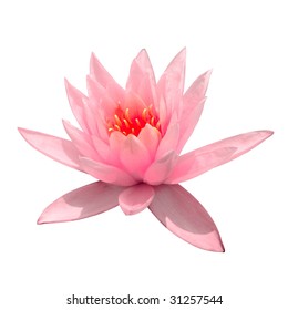 water lilly flower with white background