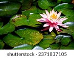 Water Lilly at the Getty Villa