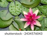 Water Lilly in a small pond in South East Queensland, Australia