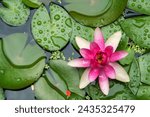 Water Lilly in a small pond in South East Queensland, Australia