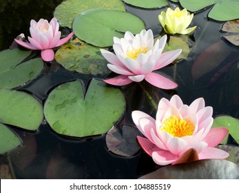 Water Lily