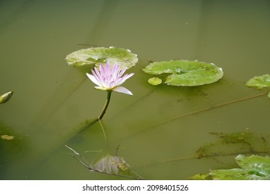 water lily 睡莲 荷花 莲花 自然