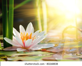 water lily