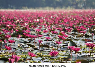 Water Lily In Barisal