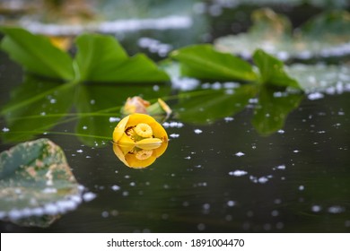 Water lily bud reflecting on lake