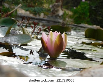 Water Lily Close Up, Pond