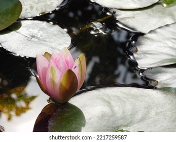 Water Lily Close Up, Pond