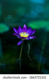 Water Lily In ELTE Füvészkert Lotus Water Lily Flower Water Floating On Water Nature Purple First Eyeem Photo — In Budapest, Hungary