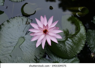 307 694件の Waterlily の画像 写真素材 ベクター画像 Shutterstock