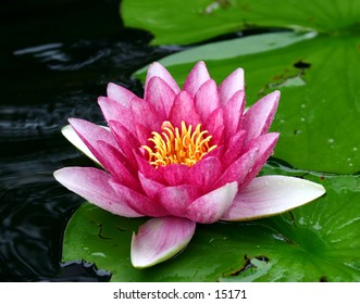 A water lily floats on a small pond