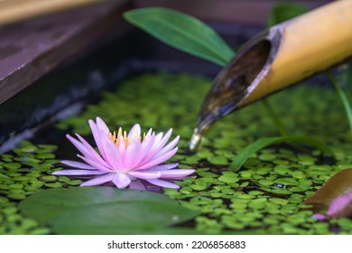 Water Lily Flower In The Biotope