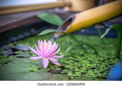 Water Lily Flower In The Biotope