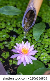 Water Lily Flower In The Biotope