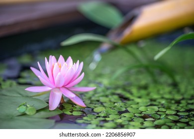 Water Lily Flower In The Biotope