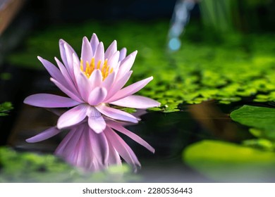 Water lily flower and Japanese tsukubai, zen mood image