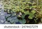 Water lily flower with leaves in a small pond of water. High quality photo