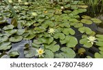 Water lily flower with leaves in a small pond of water