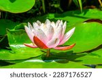 Water Lily Flower and lilypads 