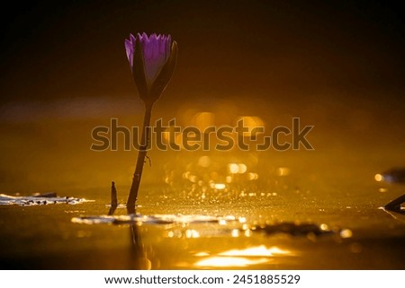 Similar – Image, Stock Photo waiting for spring Flower