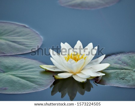Water lily flower on the lake with a frog