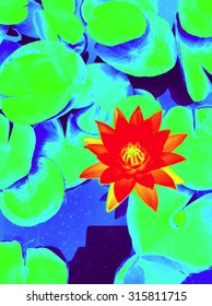 Water Lily Flower With Lily Pads Thermal Coloring