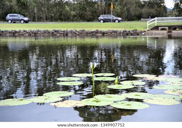 Water Lily flower in pond with busy road\
in the background. Urban Australian landscape of water pond near\
moving cars.					