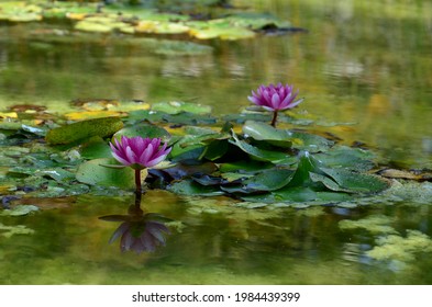 Water Lily Flower At Rosicrucian Egyptian Museum