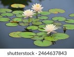 Water lily flowers blooming in the pond