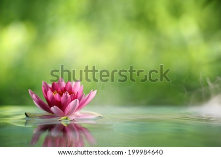 Water lily flowers blooming in pond