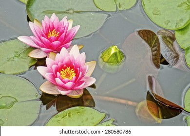 Water Lily In The Garden Pond.