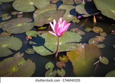 Water Lily At Garin Farm Pilgrimage