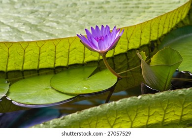 Water Lily With Giant Water Lily Pad